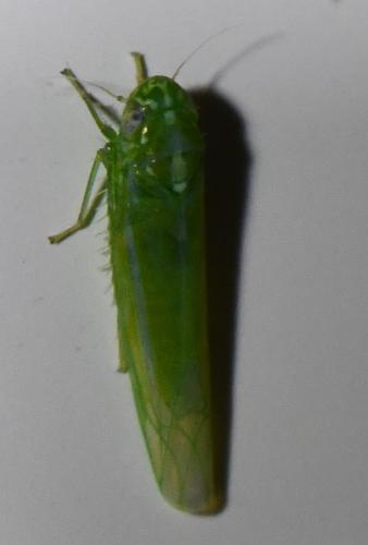 Réf. 315 648 : Empoasca vitis